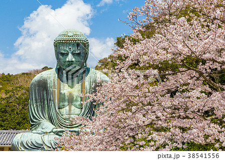 鎌倉大仏　前景は桜 38541556