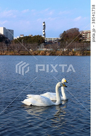 ロマンチック茨城( 憩いとデートスポットの千波公園。白鳥もラブラブ、遠くに見えるは水戸アートタワー） 38541738