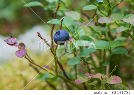 Healthy organic food - wild blueberries. Vaccinium 38541755