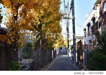せたがや百景・松原のミニ銀杏並木 せたがや百景・松原のミニ銀杏並木 38543080