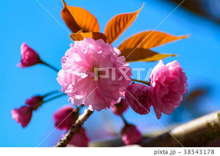 青い空と八重桜 38543178