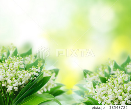 Lilly of valley 38543722