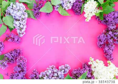Lilac on pink background 38543738