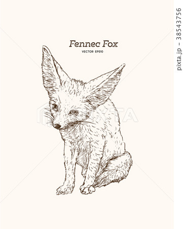 Fennec Fox. Vector Illustration 38543756