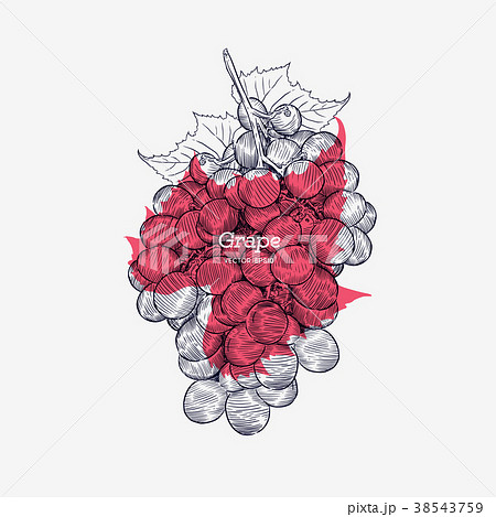 Red grapes. Vector illustration. Red grapes. Vector illustration. 38543759