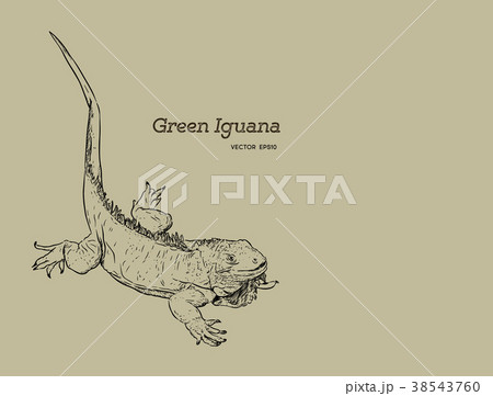 green iguana lizard , hand draw sketch vector. green iguana lizard , hand draw sketch vector. 38543760