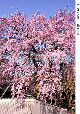 桜堂薬師のしだれ桜 38543813