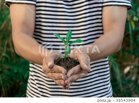 Ecology concept hands holding plant a tree sapling 38543904