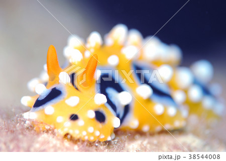 ウミウシ 38544008