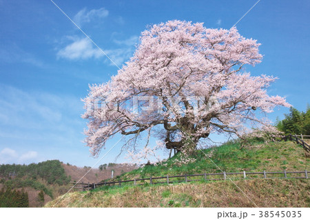 一本桜 発知のヒガンザクラの写真素材