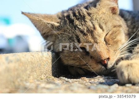 ねこ ねこ 38545079