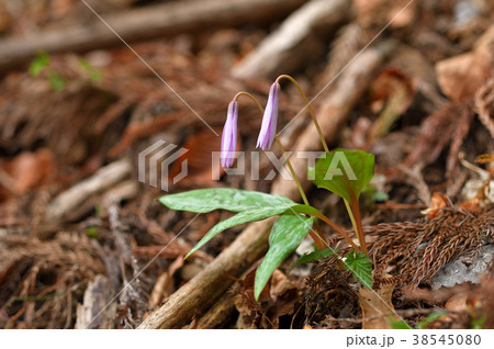 カタクリ カタクリ 38545080