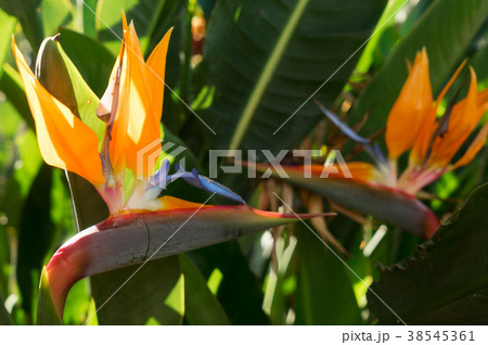 Tripical leaves background 38545361
