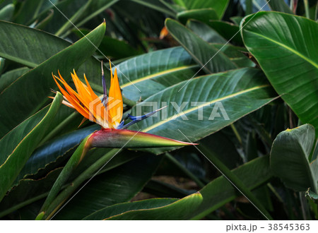 Tripical leaves background 38545363