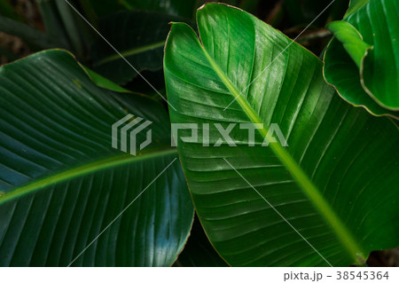 Tripical leaves background Tripical leaves background 38545364