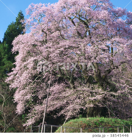 一本桜 - 秋山の駒桜 一本桜 - 秋山の駒桜 38545446
