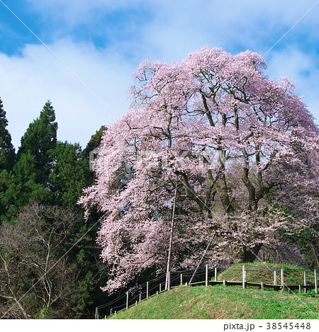 一本桜 - 秋山の駒桜 一本桜 - 秋山の駒桜 38545448