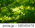 新緑の紅葉 38545478