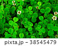 クローバー 38545479