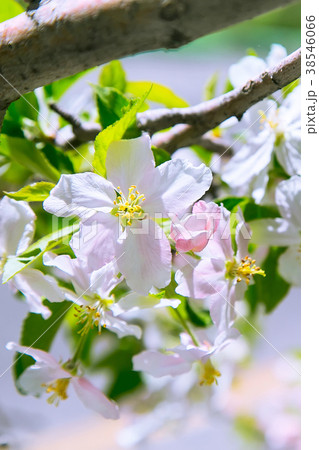 apple blossom spring flowers 38546066