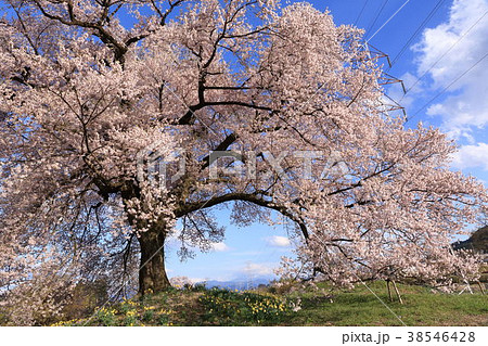 山梨県韮崎市 わに塚の桜 山梨県韮崎市 わに塚の桜 38546428