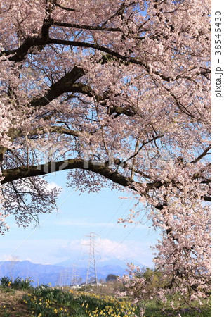 山梨県韮崎市 わに塚の桜 山梨県韮崎市 わに塚の桜 38546430