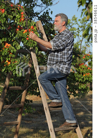 Farmer picking apricot fruit in orchard from ladder Farmer picking apricot fruit in orchard from ladder 38546611