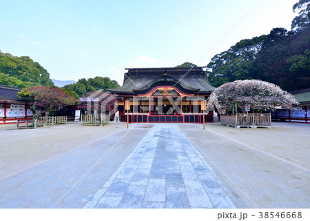 太宰府天満宮 飛梅 学問の神様 合格祈願 受験合格 太宰府天満宮 飛梅 学問の神様 合格祈願 受験合格 38546668