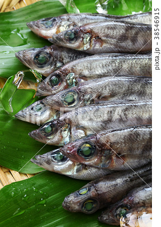 メヒカリ 38546915