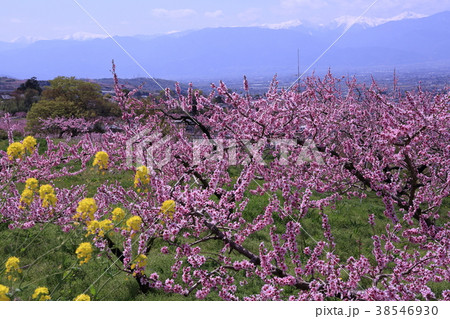 山梨県八代町ふるさと公園 桃の花の写真素材