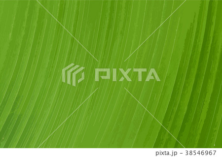 abstract of green leaf texture background 38546967