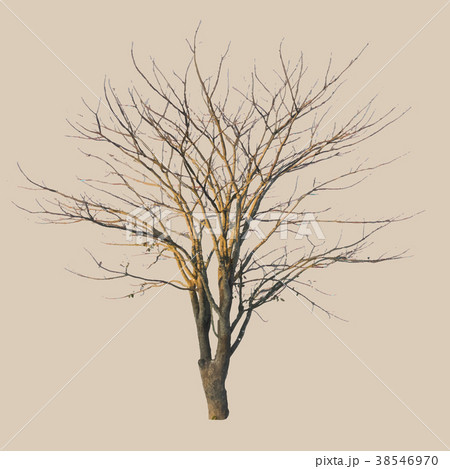 dead tree made in hand drawn style 38546970