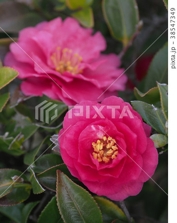 サザンカ（山茶花） 38547349