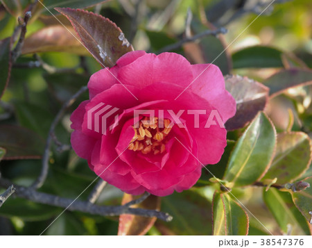 サザンカ（山茶花） 38547376