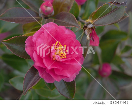 サザンカ(山茶花) サザンカ(山茶花) 38547445