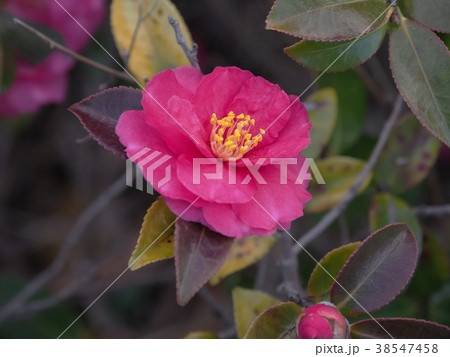 サザンカ(山茶花) サザンカ(山茶花) 38547458