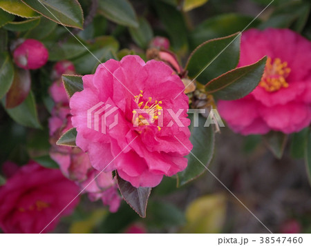 サザンカ(山茶花) サザンカ(山茶花) 38547460