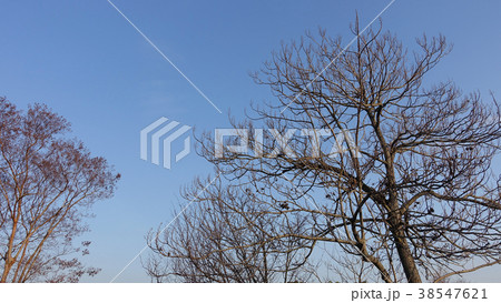 冬イメージ(枯れ木) 冬イメージ(枯れ木) 38547621