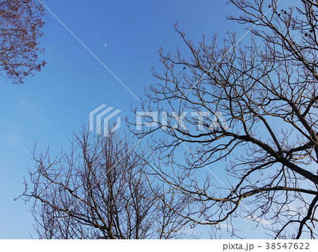 冬イメージ(枯れ木) 38547622