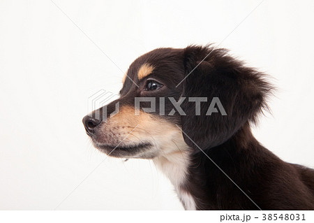 犬　チワックス 38548031