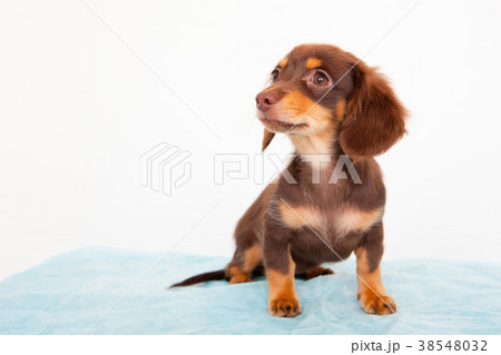 犬　チワックス 38548032