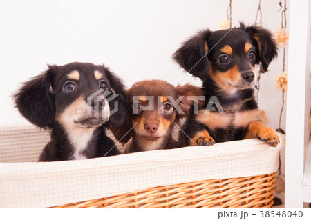 犬 チワックス 犬 チワックス 38548040