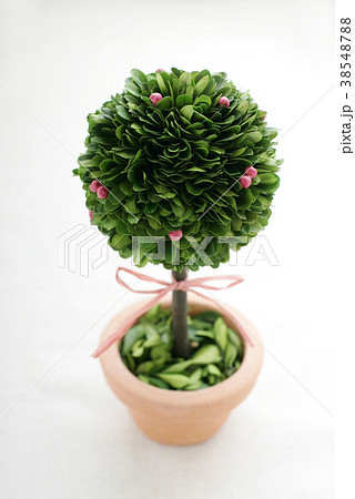 プリザーブド　トピアリー　鉢 38548788