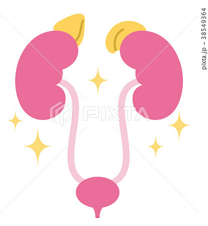 腎臓　副腎　膀胱 38549364