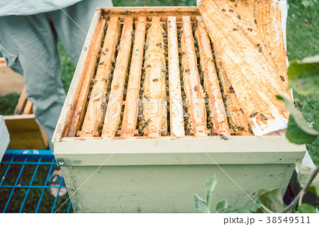 Beekeeper checking his bees 38549511