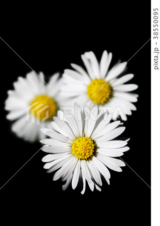 small spring daisy flower 38550095