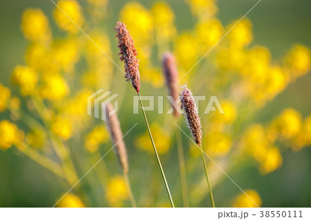 spring background with grass on meadow spring background with grass on meadow 38550111
