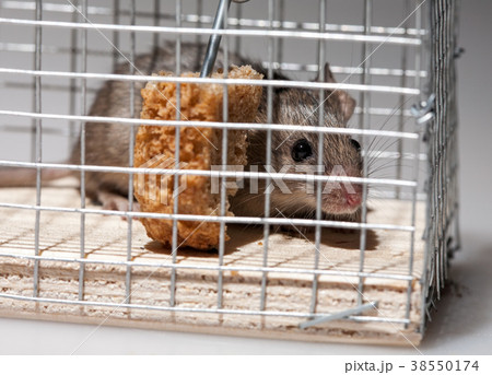 mouse in trap 38550174
