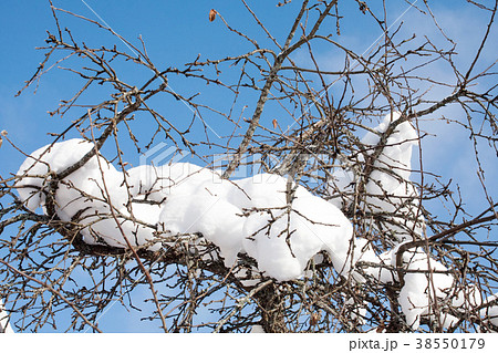 snow on tree 38550179