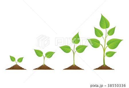Plants growing icons isolated on white 38550336